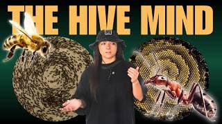 Earth’s “Alien” Societies: Superorganisms | Lindsay Nikole