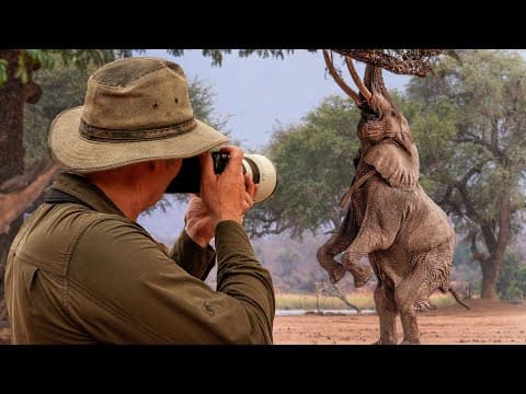 The Elephant Who Learned To Stand Tall | Zimbabwe | Robert E Fuller