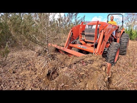 New Trees And New Beginnings