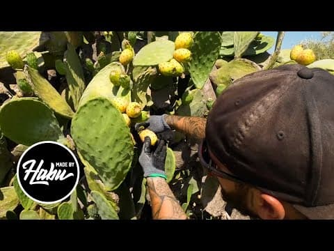 The Habus #3 | The Fence, Our First Event And Some Answers: Electricity And Water…