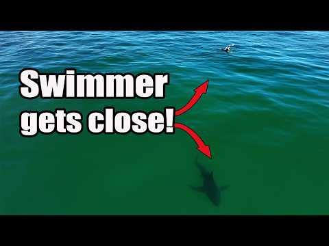 Great White Shark Encounter