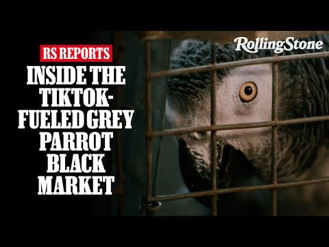 Rolling Stone Shorts: Tiktok's Talking Parrot Obsession Is Fueling A Global Black Market