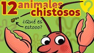 12 Animales Chistosos 😹 (que Parecen Una Broma De La Naturaleza)
