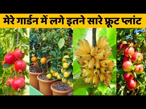 मेरे गार्डन में लगे इतने सारे फ्रूट प्लांट | Fruit Plants In My Terrace Garden