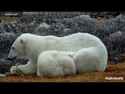 Polar Bear Tundra Buggy - Polar Bears International | 2025 Highlights