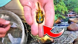 Collecting Wild Fish In The Amazon (peru)