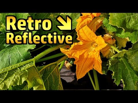 Random Stuff - Courgette Flowers, Exploding Cans, Omelette, Not Blue Sunflowers, Comment Positivity