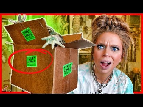 Giant Frog Unboxing! (what Did I Get Myself Into?)