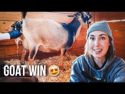 Easiest Kidding Ever… Plus The Best Surprise! (miniature Goat Birth)