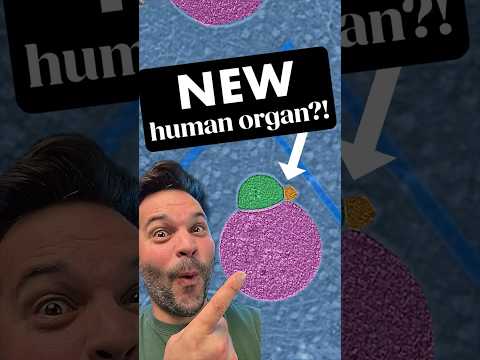 THERE'S A NEW ORGAN IN YOUR CELLS #biology #science #human