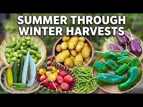 Southern California Garden Update: Late Summer–winter Harvests + Winter Garden Tour