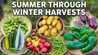 Southern California Garden Update: Late Summer–winter Harvests + Winter Garden Tour