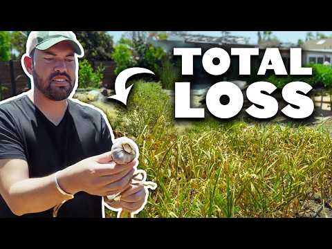 My Biggest Harvest Of The Season!