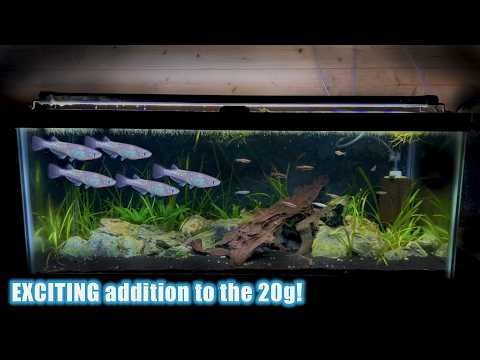 Yozakura And Friends In The House! | 20 Gallon Updates - Some Good And Bad...