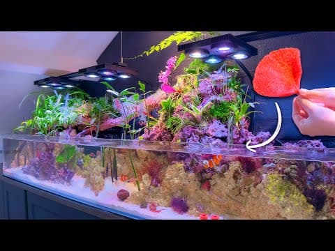 The Secrets Of Our Saltwater Paludarium: Introducing New Life