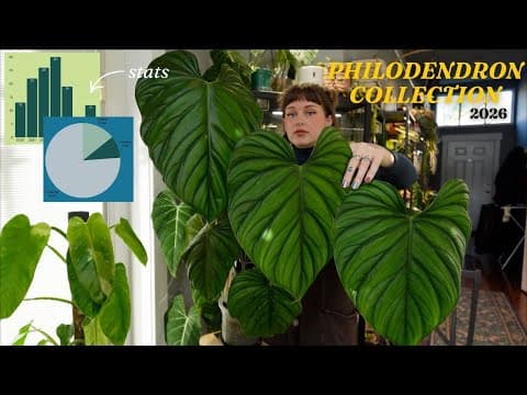 My Philodendron Collection Now & Through The Years 🌿