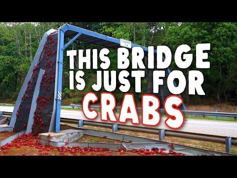 This Island Is Made Of Crabs