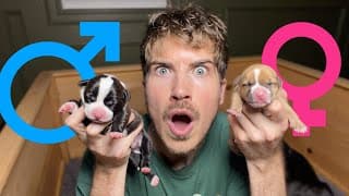 Puppy Gender Reveal… I Did Not Expect This Many!