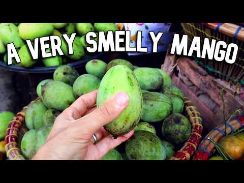 I Tried Six Different Mango Species  (kasturi, Kuini, Wani, Bambagan, Paho... And A Regular One)