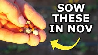 You MUST Grow These in November