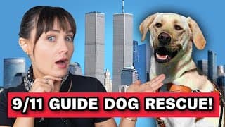 This Guide Dog Saved A Blind Man's Life During 9/11!