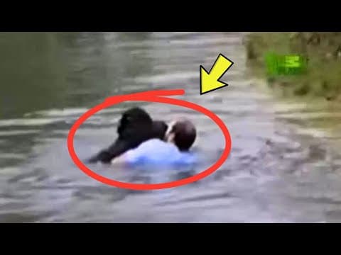 Man Jumps Into Zoo Enclosure To Save A Drowning Chimp