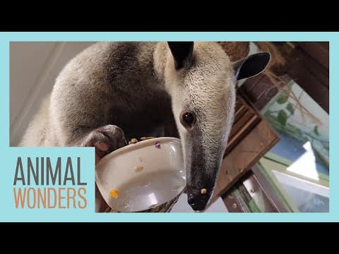 Meet And Greet: Otis The Tamandua!