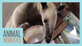 Meet And Greet: Otis The Tamandua!