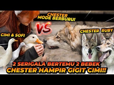 2 Serigala Vs 2 Bebek! Feliciwa Rela Jika Bebeknya Dimakan Chester?!