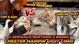 2 Serigala Vs 2 Bebek! Feliciwa Rela Jika Bebeknya Dimakan Chester?!