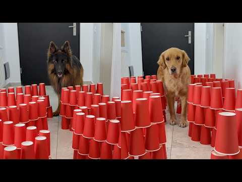 Can My Dogs Complete The Maze Without Knocking Anything Over?