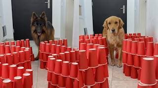 Can My Dogs Complete The Maze Without Knocking Anything Over?