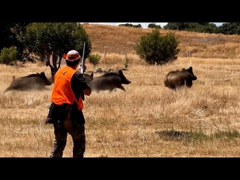 Top 10 Wild Boar Herd Ambushes – Real Hunting Footage!-part 4