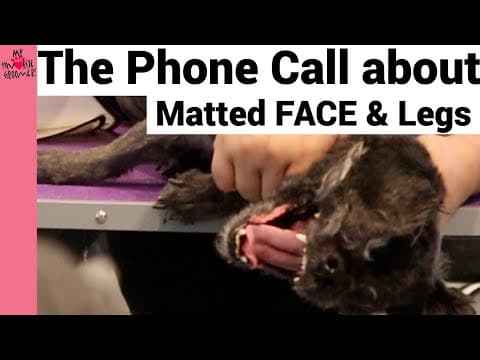 The Talk Before Aggressive Shihtzu Grooming