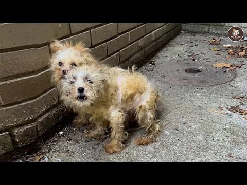 'don't Separate Us!' Twin Sisters Cried Tears Of Joy As They Found A Real Home