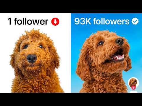 I Made My Dog A Viral Influencer