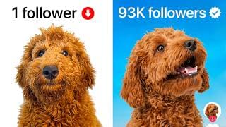 I Made My Dog A Viral Influencer