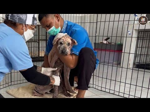 Never Knew Kindness, His Trembling Stopped The Moment He Was Finally Hugged