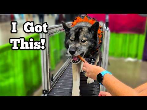 My Huskies Try A Treadmill At Pet Expo!