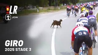 Wild Goat Attacks Peloton | Giro D'italia 2025 Stage 3 | Lanterne Rouge X Join Cycling