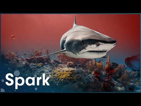 Why Do Sharks Attack Humans?