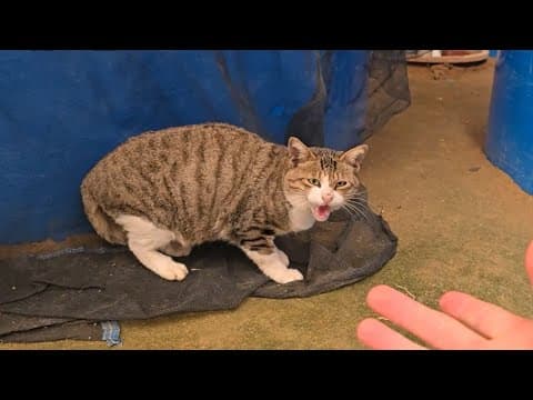 새로운 대장이 될 것인가