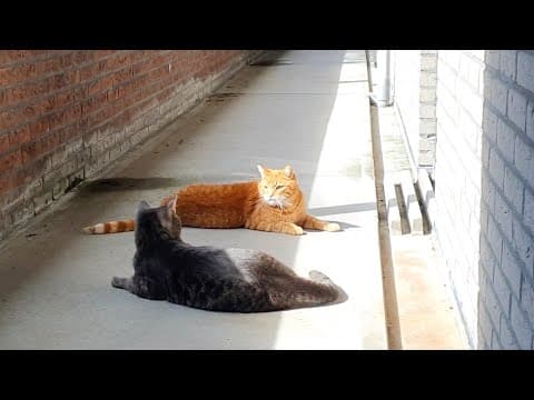 Cat Cody Meets A Friend