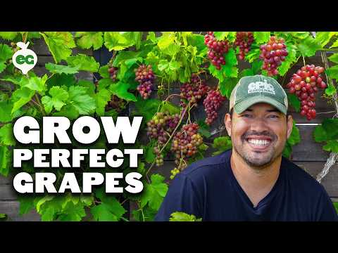 Watch This Before Growing Grapes 🍇
