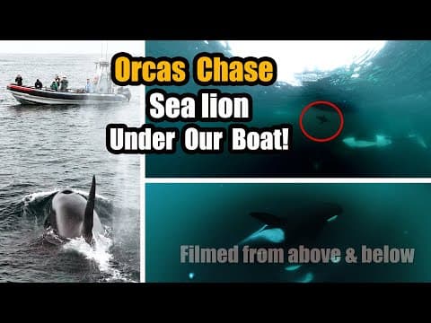 Killer Whales Chase A Sea Lion: Listen To Their Incredible Sounds!