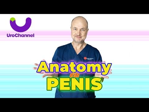 Anatomy Of The Penis Explained By Urologist | Urochannel