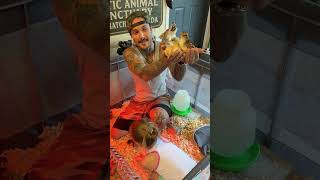 Getting 6 Or 7 New Baby Chickens 🐣 #farmlife #chickens #wildlife #trending