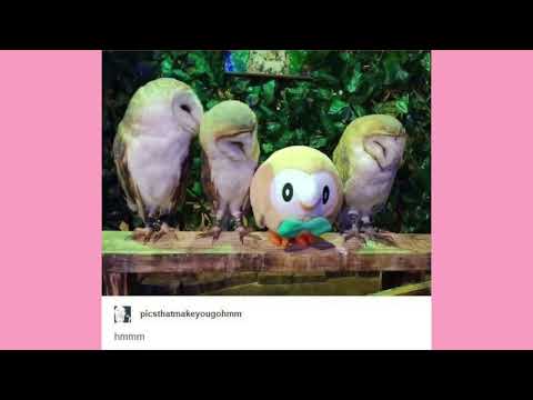 The Ballad Of Tumblr Lisa