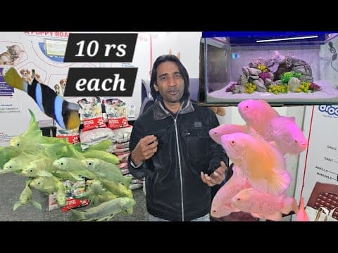 King's Fish World Pet's Hub Hyderabad Ka Biggest Bumper Draw & Offer Wale Fishes Wild Fish Available