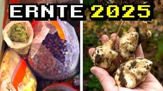 Ich Habe 2025 Jeden Monat Etwas Geerntet! Dank Diesen Pflanzen | Crafting Im Reallife 11